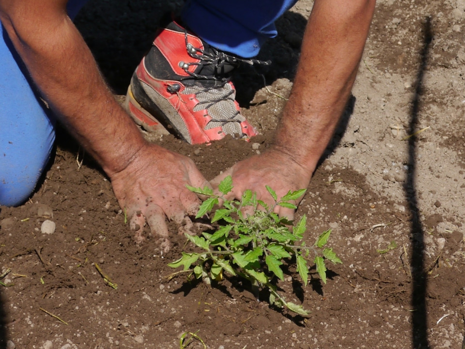 Mann beim Gartenarbeiten