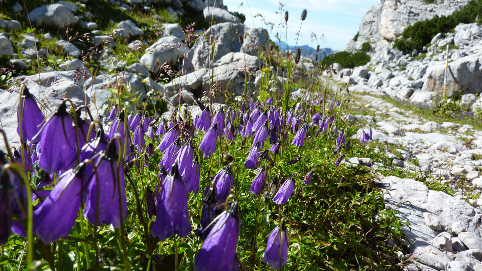 Flowers in the mountains